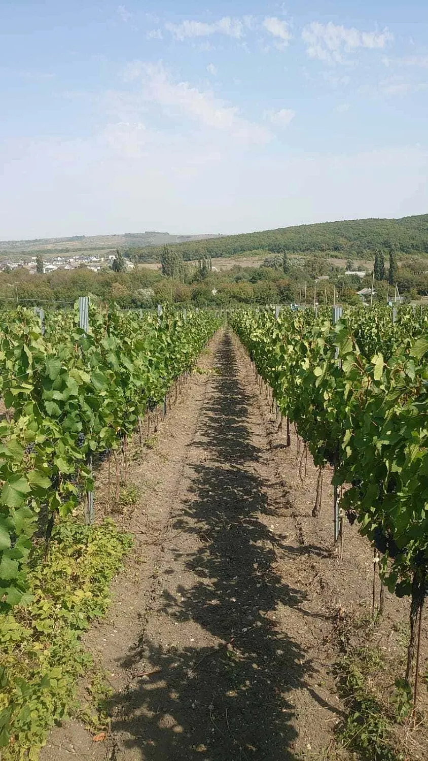 Dubinin Winery