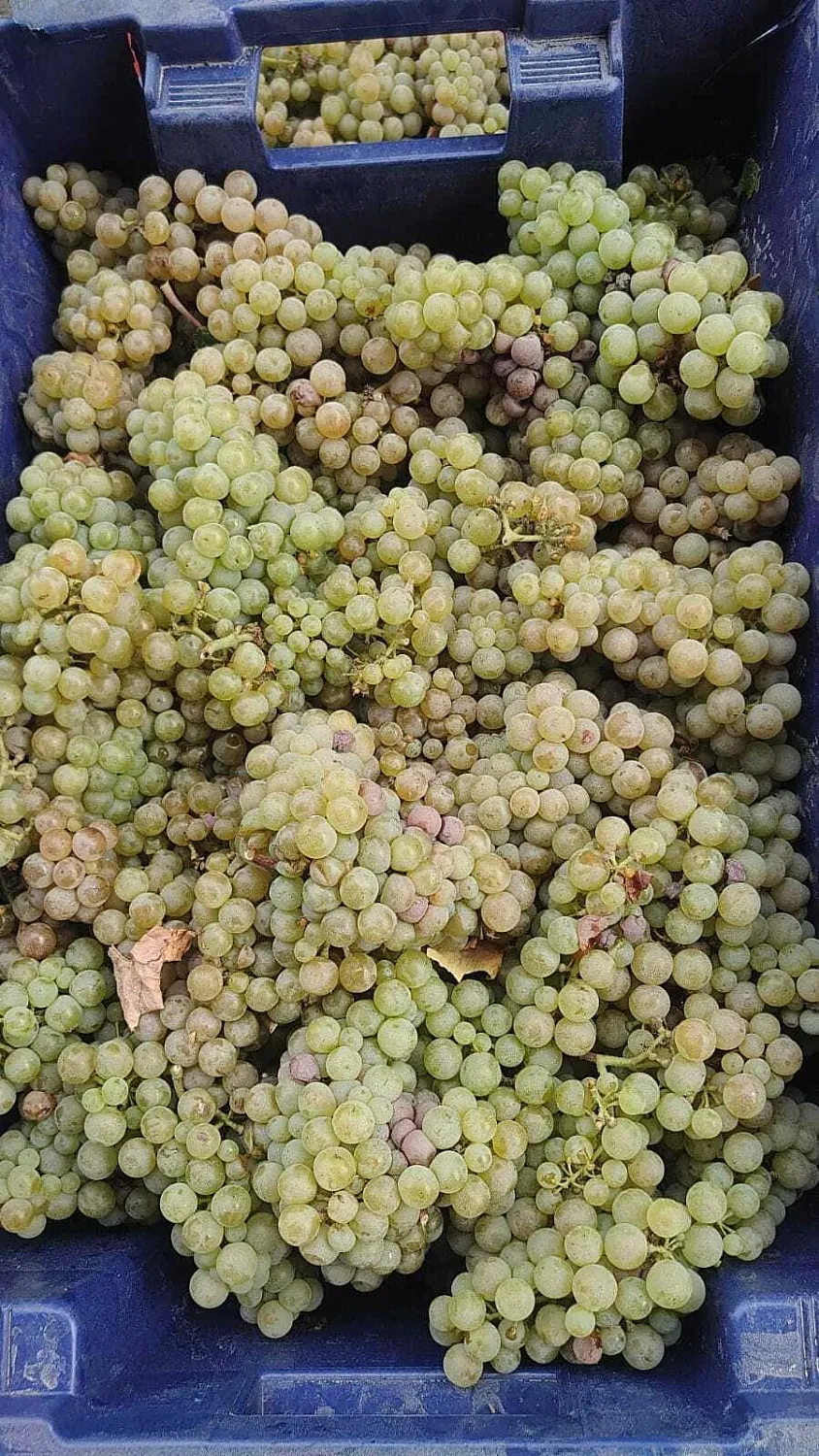 Dubinin Winery
