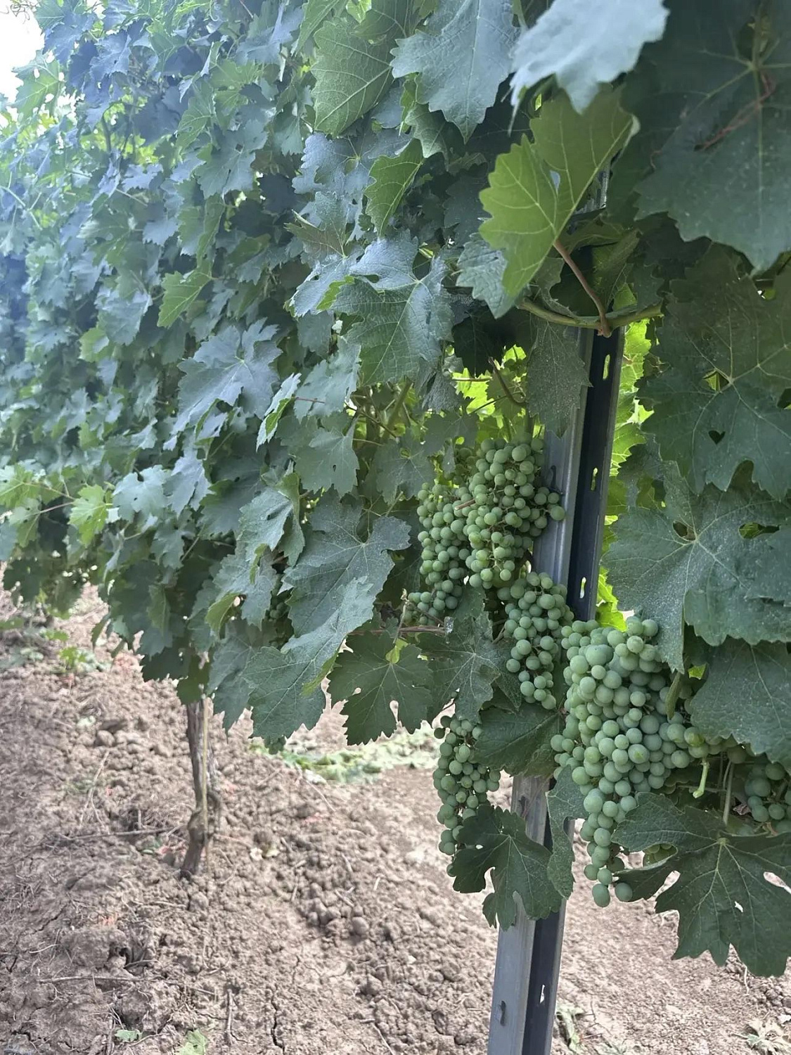RIKHARD Winery