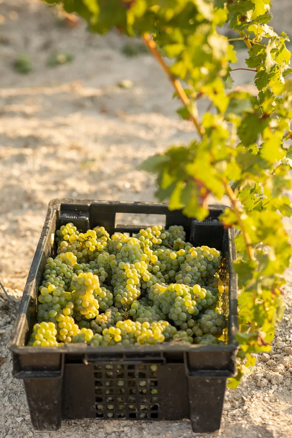 Domaine Lipko