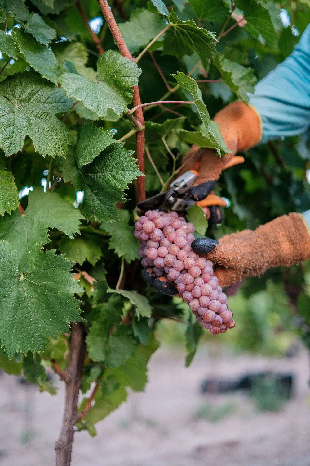 Domaine Lipko